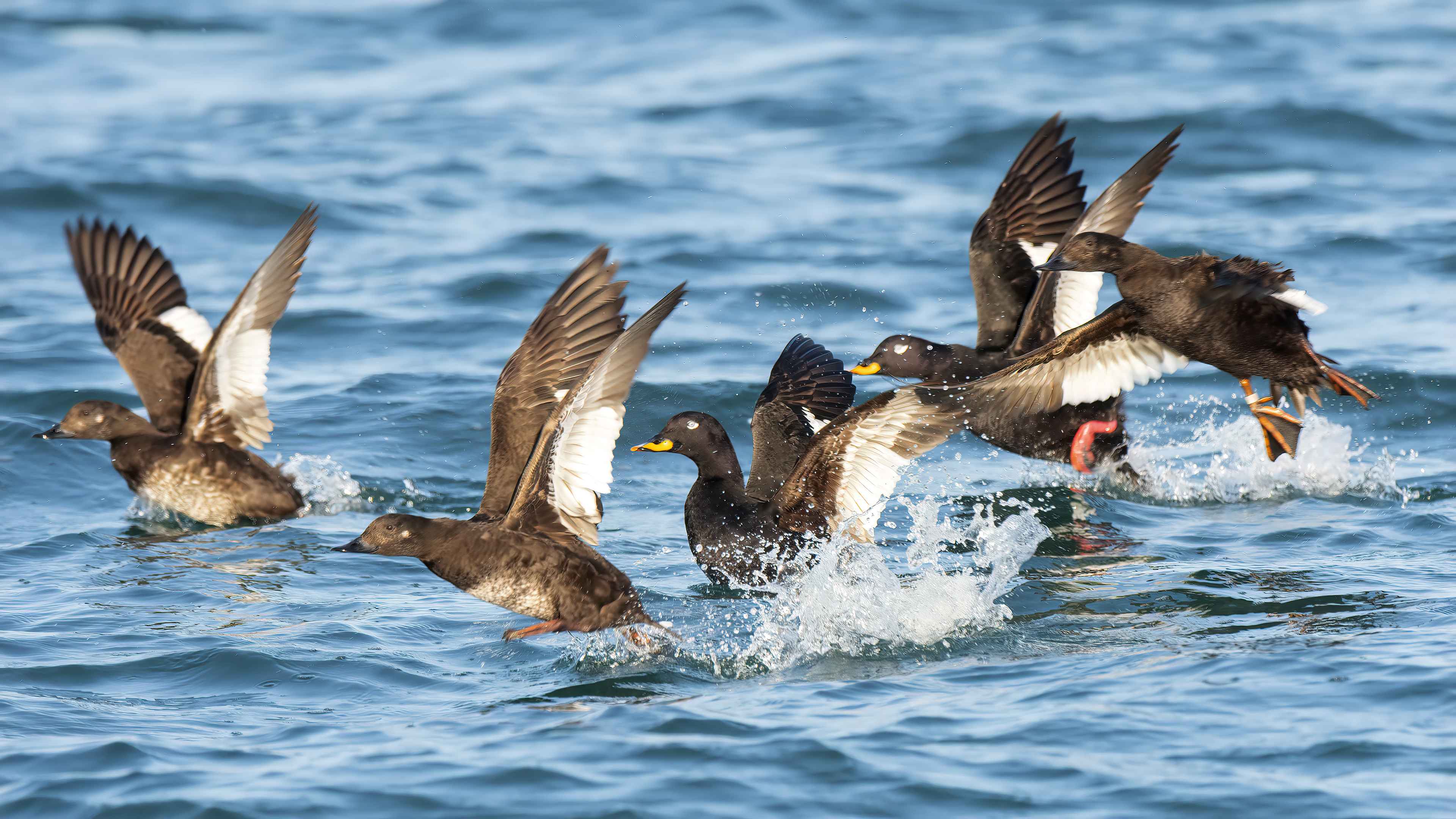 Velvet Scoter